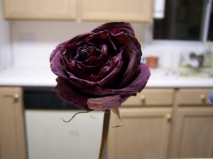 Dried beautifully