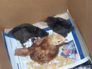 Chickies!