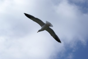 bird 9