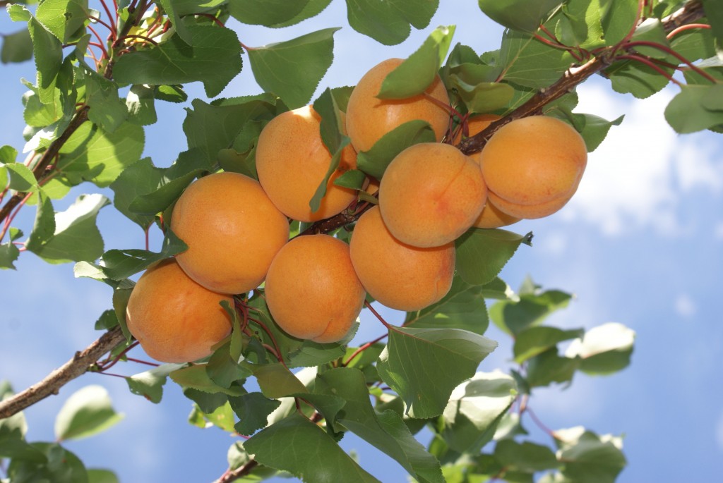 apricots