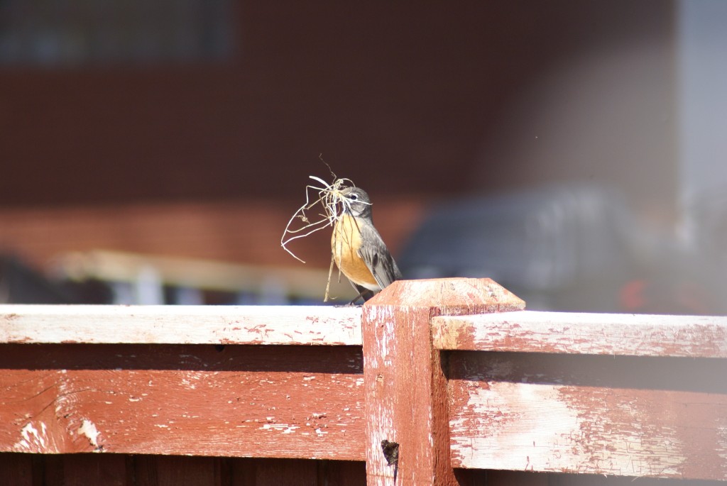 bird 10 building nest