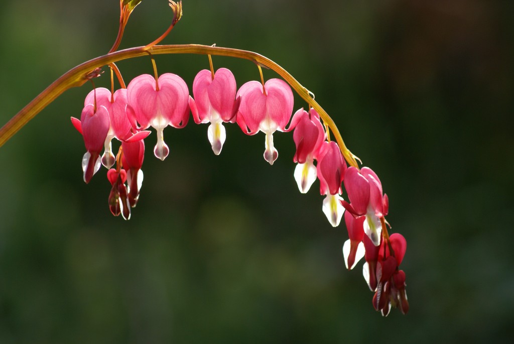 flower 13