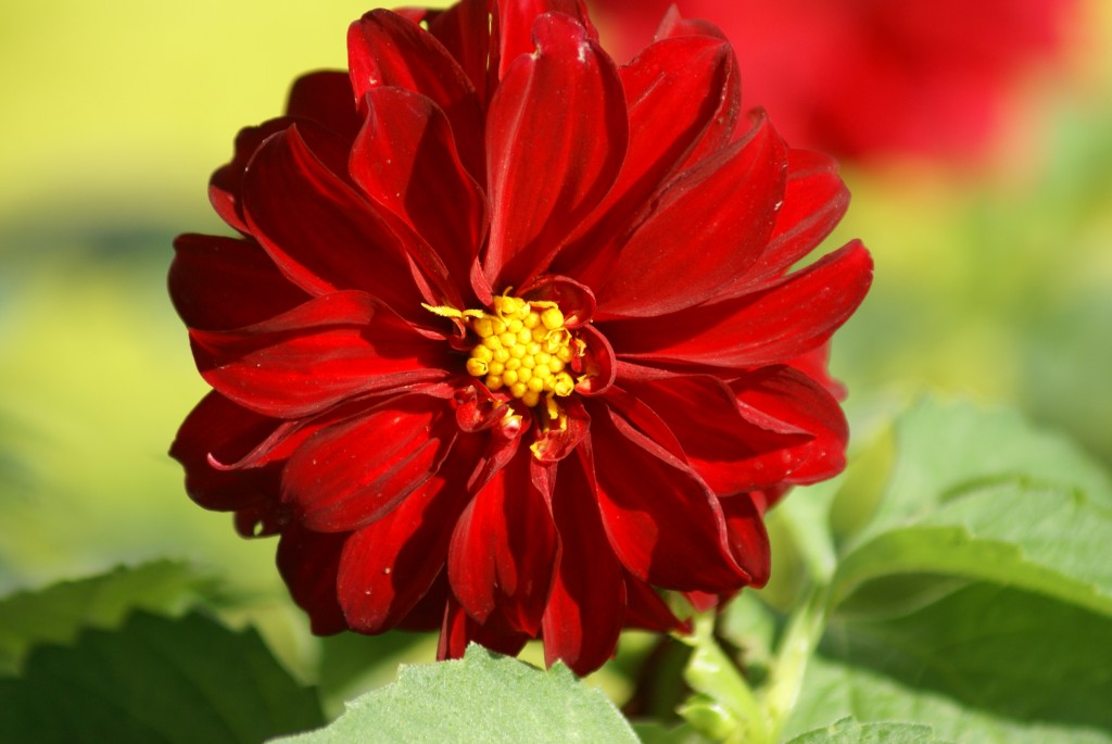 flower 28