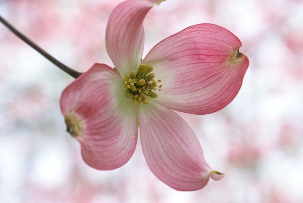 flower 7