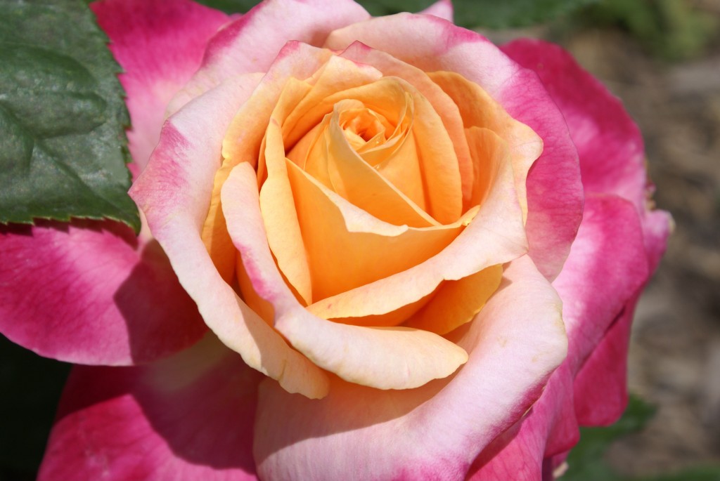 flower 17