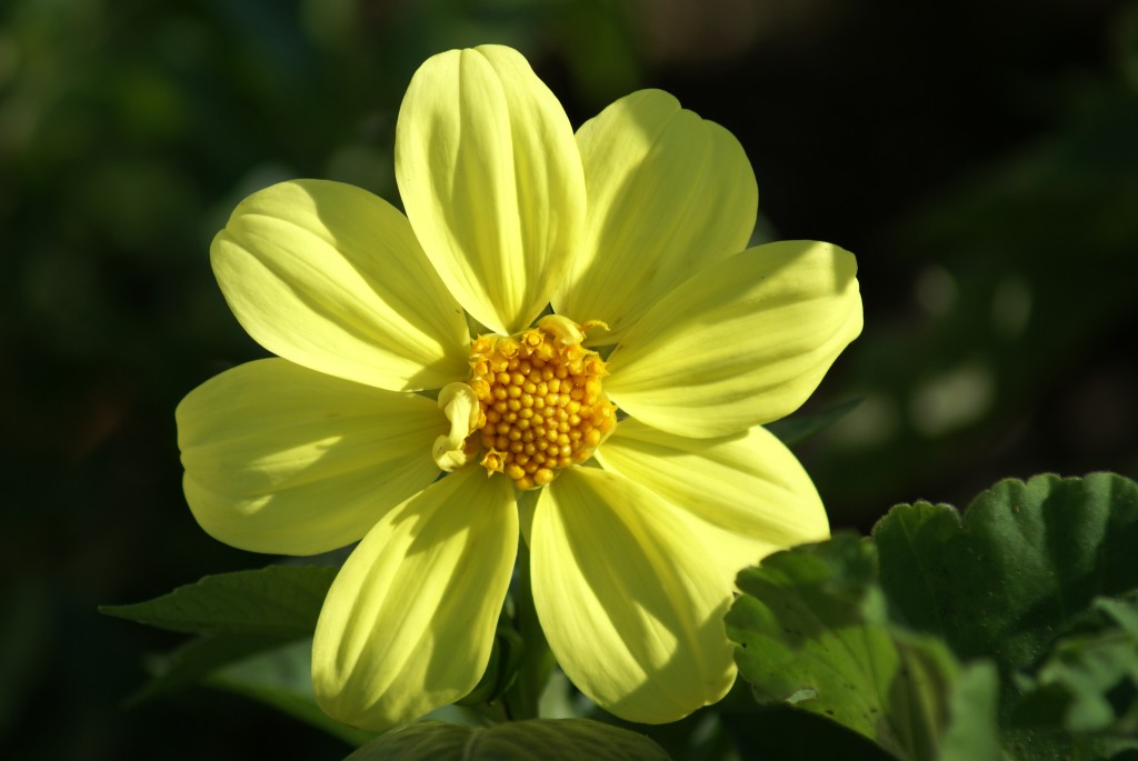 flower 21