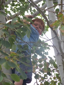 Swingin’ in a tree…